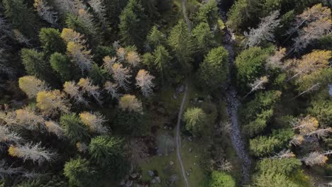 Wood-from-above-in-the-Alps