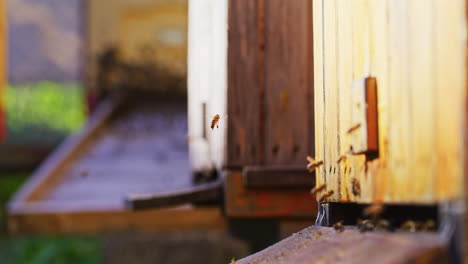 Eine-Bienenfamilie-Fliegt-In-Den-Bienenstock