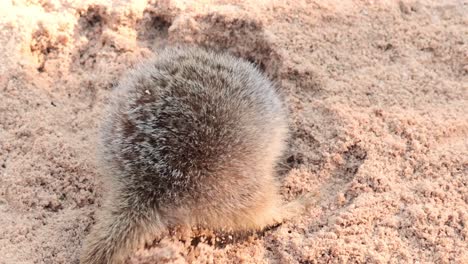 a meerkat digging in sandy terrain