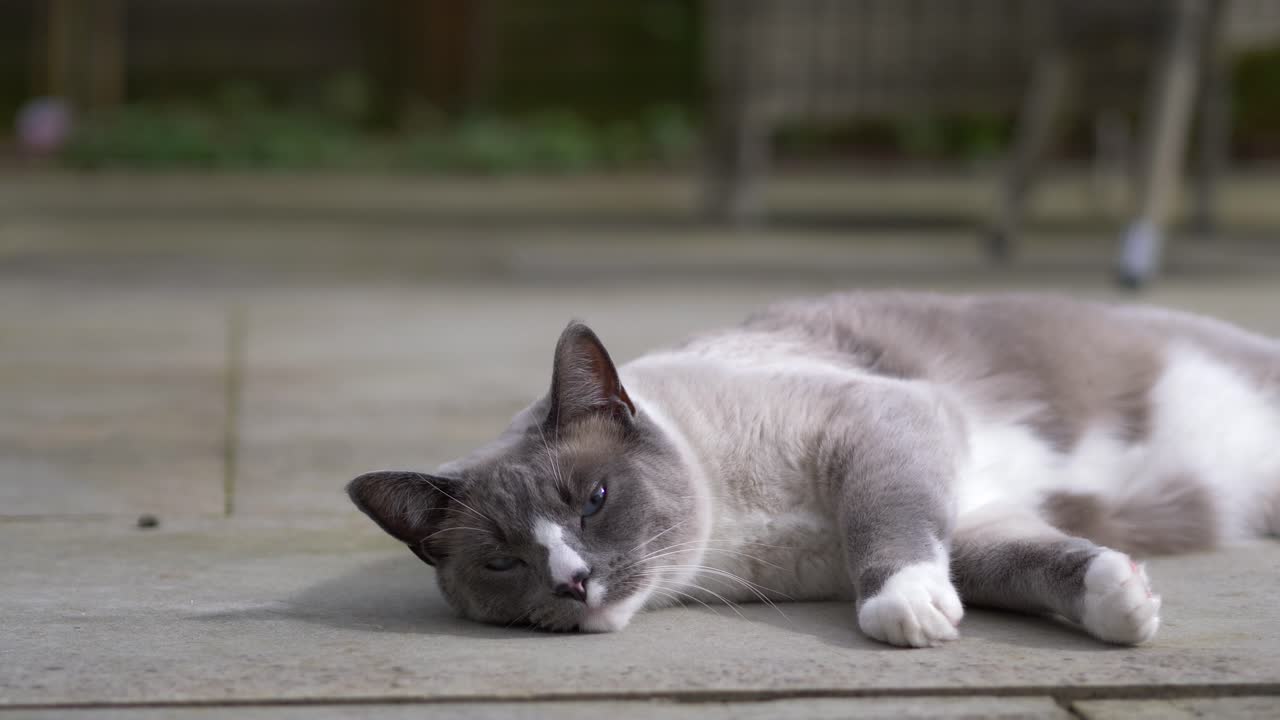 Gatto