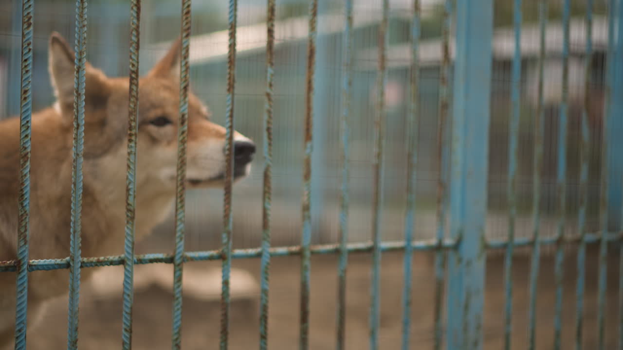 perro salvaje y solitario tras unas barras oxidadas, mira al exterior desde un pequeño recinto de hormigón; una luz tenue resalta su pelaje leonado y los detalles de sus bigotes; un primer plano captura su mirada paciente y su atmósfera sombría