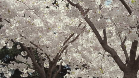 Slows-motion-medium-wide-shot-of-cherry-trees-in-full-bloom