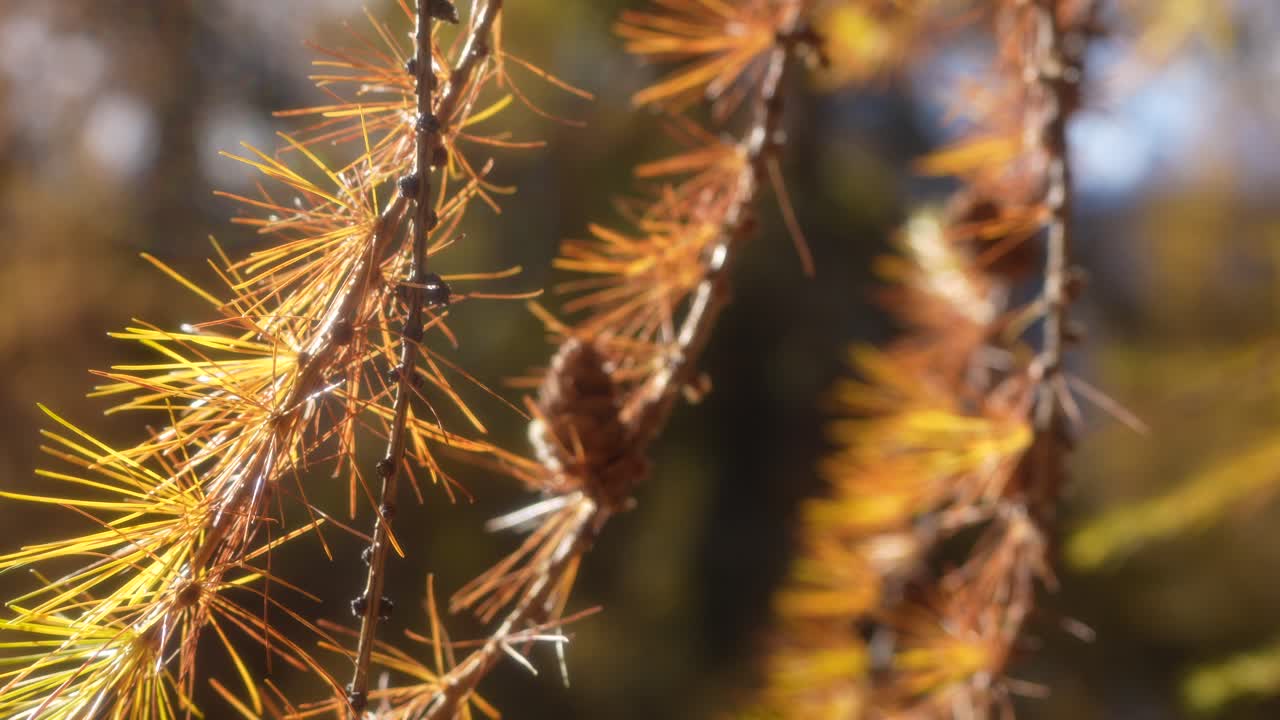 Close up golden larch needles glowing in warm autumn light