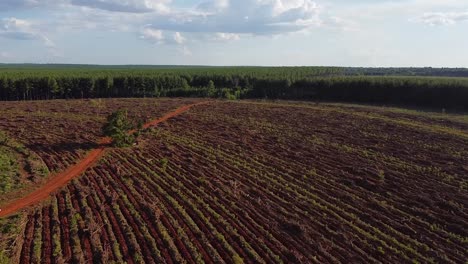 Aerial-drone-shot-of-a-newly-prepared-agriculture-land-between-a-forest-in-Posadas-of-Misiones-Argentina