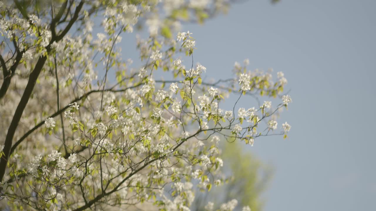 Cherry blossoms moving in the breeze