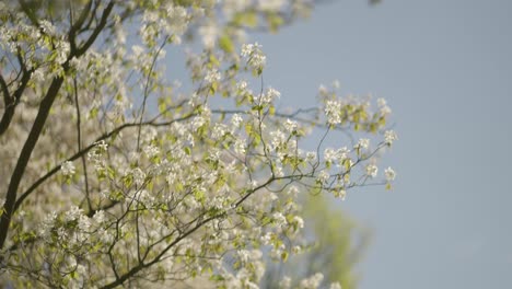 cherry blossoms moving in the breeze