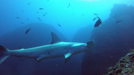 a calm and lonely hammerhead shark swimming over camera close to a reef