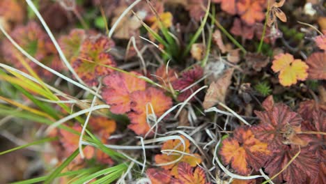 autumn leaves on the ground