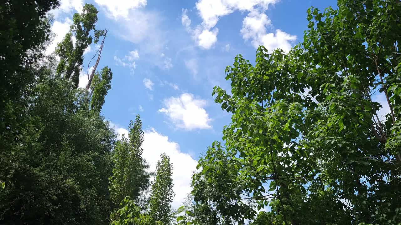 Timelapse clouds over treetops and trees branches. Spain