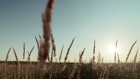 Field-at-sunset