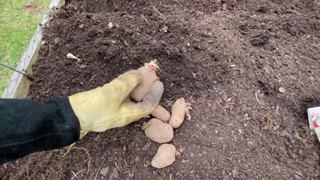 examining potatoes for planting in the fall for christmas harvest