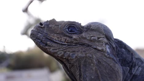 Iguana-Primer-Plano-Parpadeante-Retroiluminado-Bajo-Sol-Destello-De-Lente-Slomo