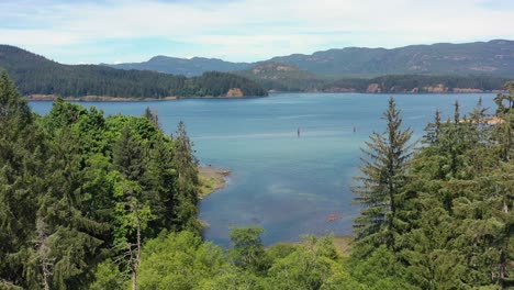 forested inlet: aerial view of campbell river's scenic landscape, vancouver island