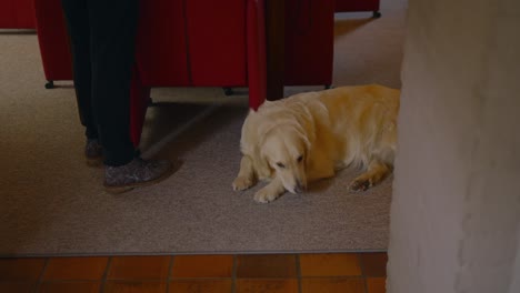 golden retriever rests calmly on a soft carpet in a warm indoor setting. a person stands nearby in casual footwear, evoking a cozy and domestic atmosphere of companionship and comfort