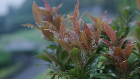 Primer-Plano-De-Hojas-Mojadas-De-La-Lluvia