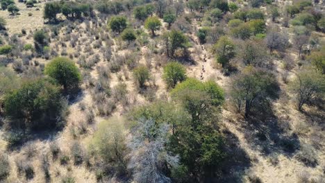 Wildebeest-running-one-by-one-through-a-path-in-African-savanna,-AERIAL-TRACKING