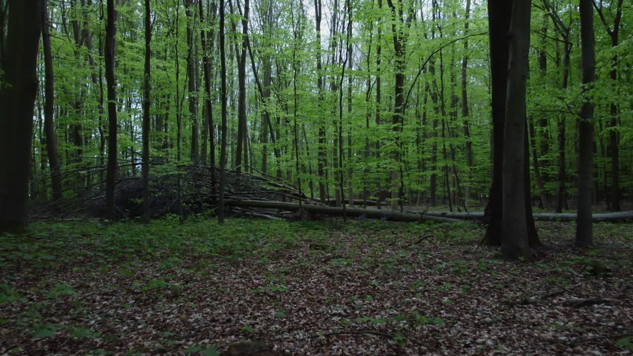 vuelo frontal en bosque con árbol caído