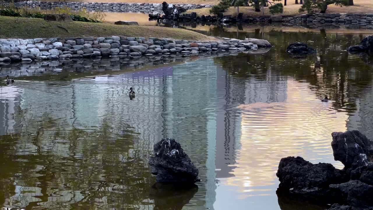 A serene pond in Hama Rikyu Gardens with reflections, ducks, and natural stones