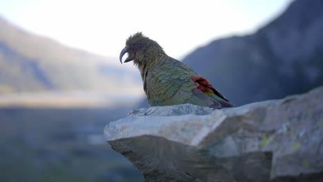 beautiful native bird kea looking out over the mountains