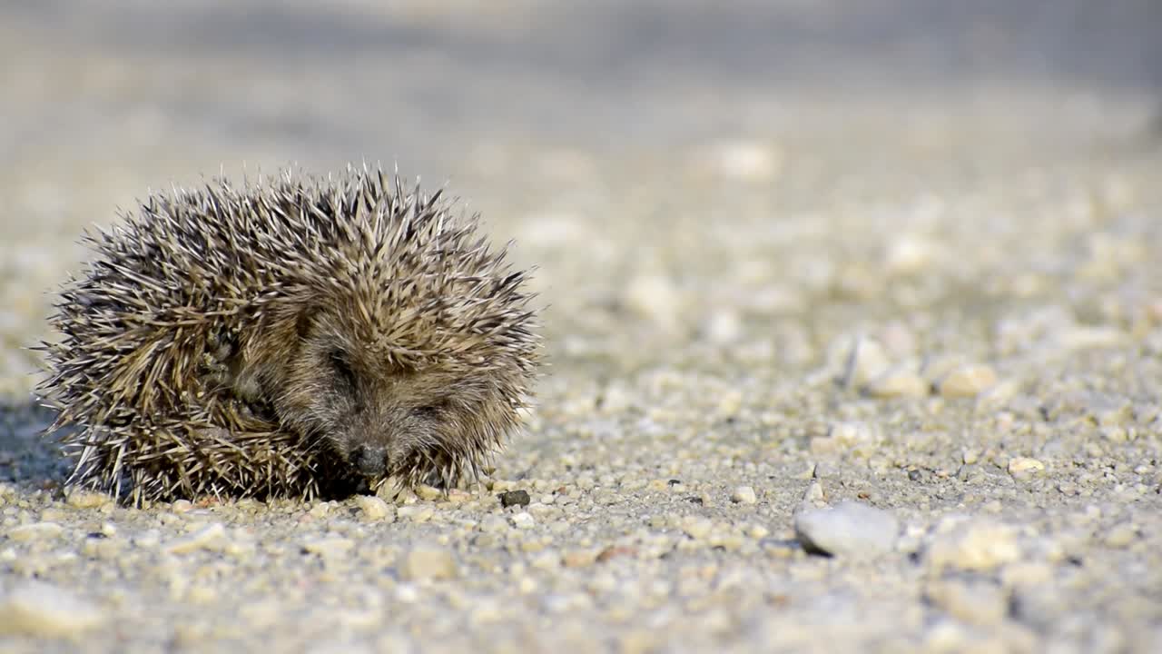 Kleiner Igel entrollt sich schlafend.