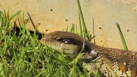 Blue-Tongue-Lizard-Close-Up-Face-By-Stone-Fence-In-Garden