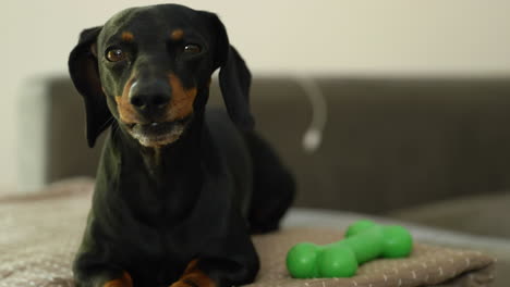 adorable perro dachshund acostado en la cama con juguete verde cerca