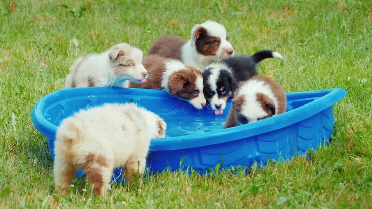 Several Puppies Eagerly Drink Water From A Small Pool In The Backyard Of The House