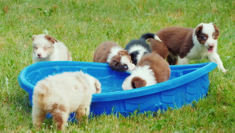 Mehrere-Welpen-Trinken-Eifrig-Wasser-Aus-Einem-Kleinen-Pool-Im-Hinterhof-Des-Hauses