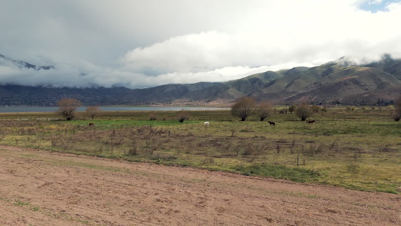 Vagabond horses near the Dique La Angostura lake, Tafí del Valle, Tucumán, Argentina
