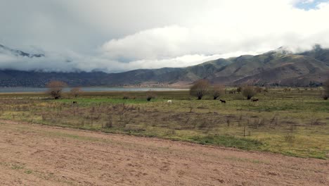 Vagabundpferde-In-Der-Nähe-Des-Sees-Dique-La-Angostura,-Tafí-Del-Valle,-Tucumán,-Argentinien