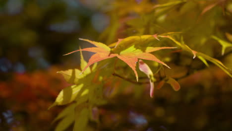 Colores-Que-Se-Desvanecen-Del-Follaje-Otoñal-De-Acer-Palmatum