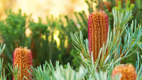 la flor de banksia en flor en el jardín de melbourne, australia