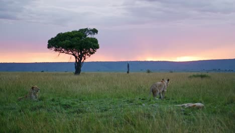 slow motion shot of beautiful landscape scenery at dusk with a group of lions lying down looking out over the amazing maasai mara national reserve, kenya, africa safari animals in masai mara