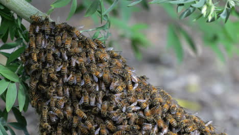 large swarm of honey bee's