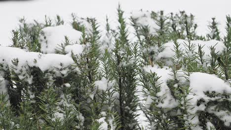 rosemary plant covered in snow