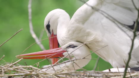 un par de aves de cigüeña blanca occidental copulando en un nido de árbol en la temporada de apareamiento