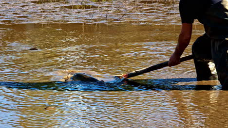 fisherman catching carp with a net in a muddy pond