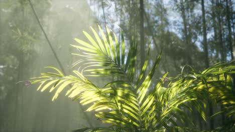 Luz-Brillante-Que-Brilla-A-Través-De-La-Niebla-Húmeda-Y-Las-Hojas-De-La-Jungla