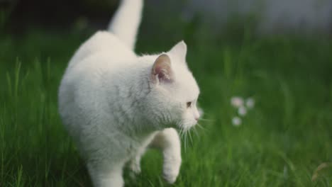 Weiße-Katze-In-Einem-Grasfeld