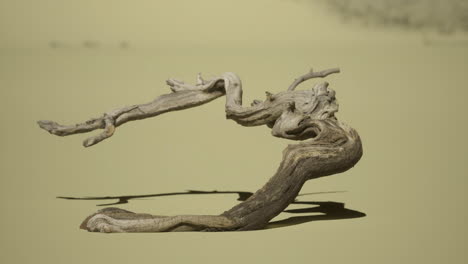 curved driftwood resting on sandy beach during bright daylight hours