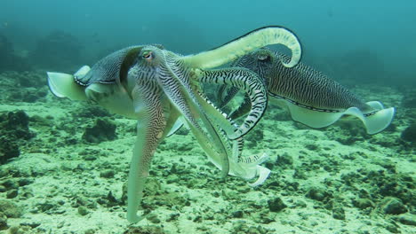 Courtship-behavior-of-Pharaoh-cuttlefish