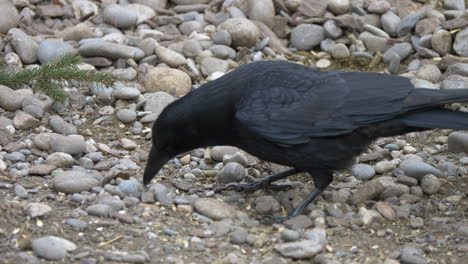 close up shot of wild black crow walking and hunting in pebbly terrain,slow motion