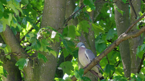 single wood pigeon perched in a tree high up on a swaying branch