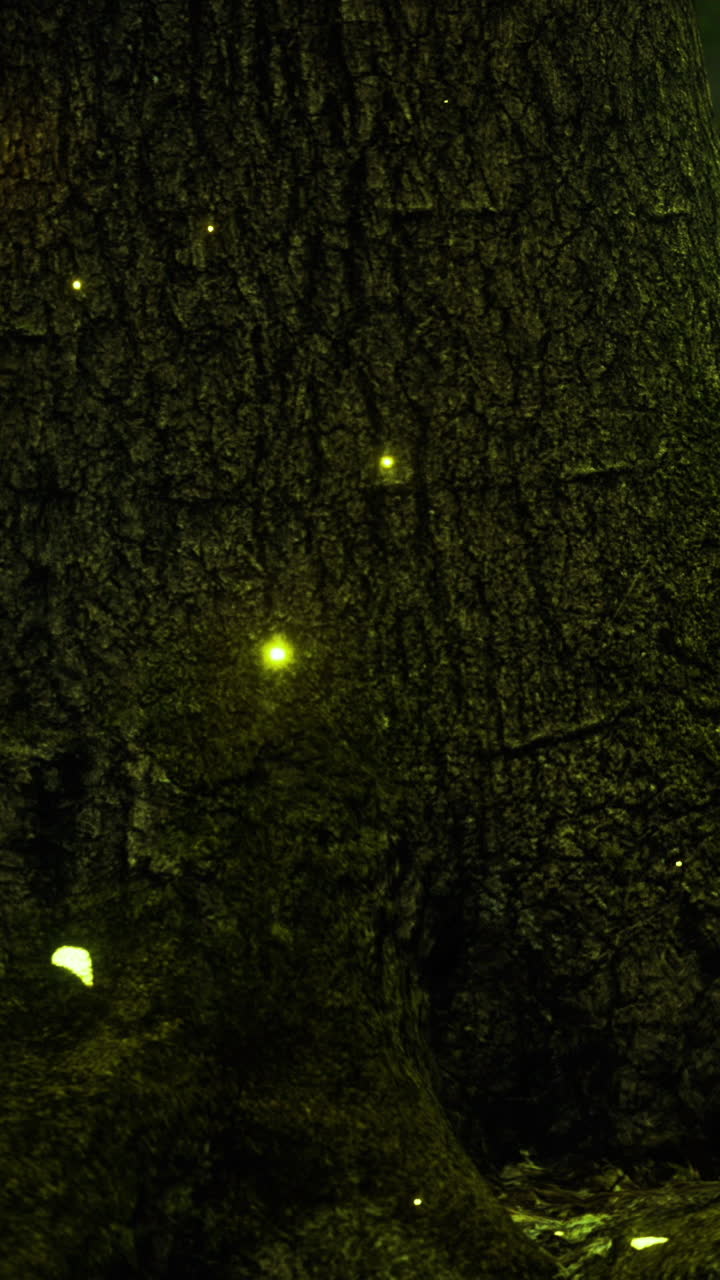 Le lucciole illuminano la corteccia degli alberi in una foresta durante una sera d'estate