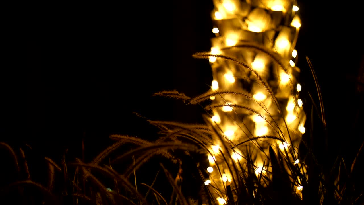 어 속에서, 조명으로 장식 된 나무 줄기의 배경에, 바람에 흔들리는 니와 풀, 빛의 광선