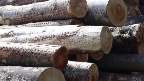 a hardworking man drags the raw log from the pile of logs at the logging yard