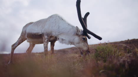 Male-Reindeer-grazing-close-up,-Scotland-on-cloudy-day