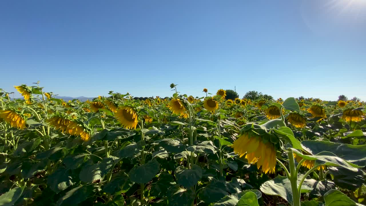 girasoles en flor y un campo