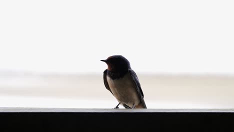 Close-up-of-a-cute-little-barn-swallow-with-a-white-background