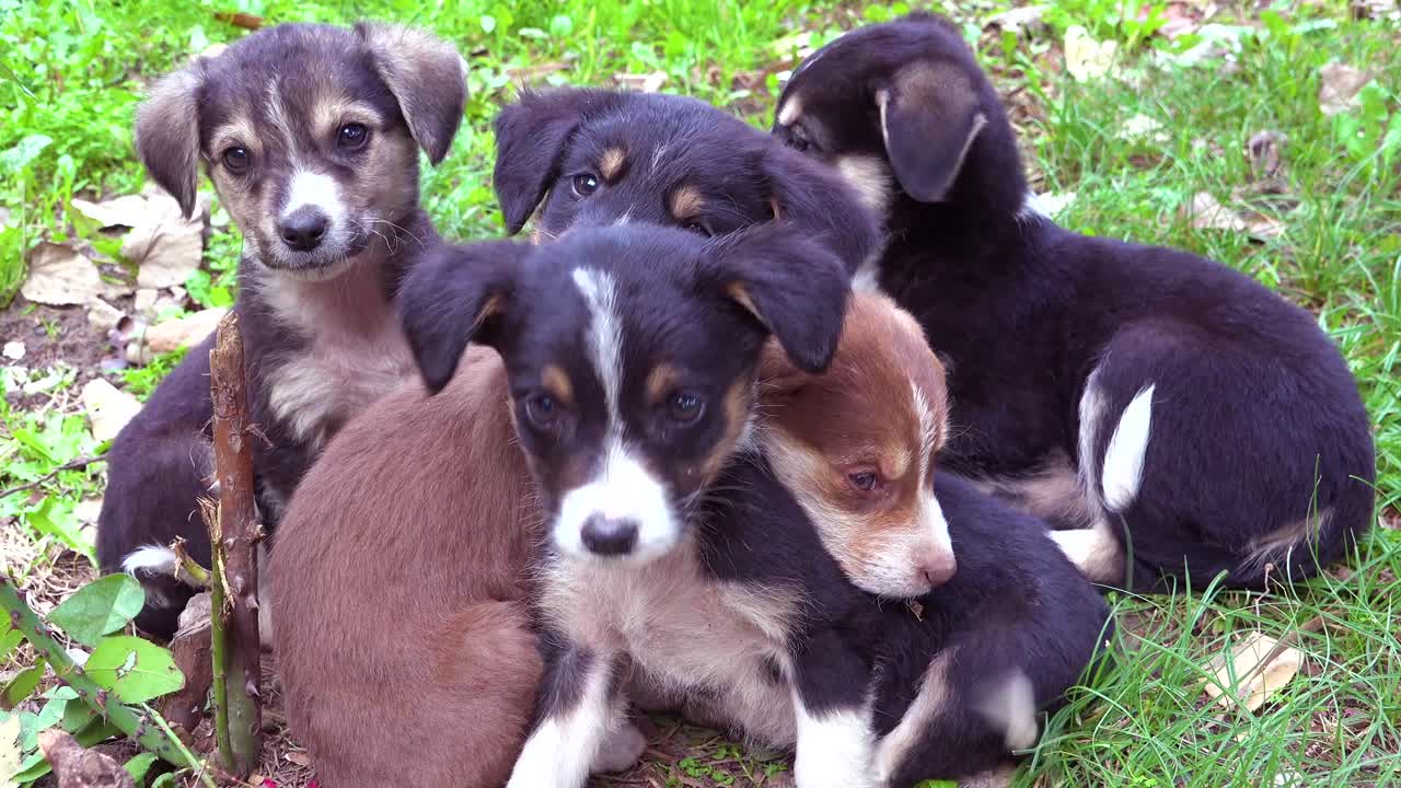 pequeños cachorros juegan en la hierba
